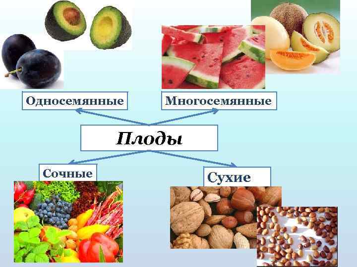 Односемянные Многосемянные Плоды Сочные Сухие 