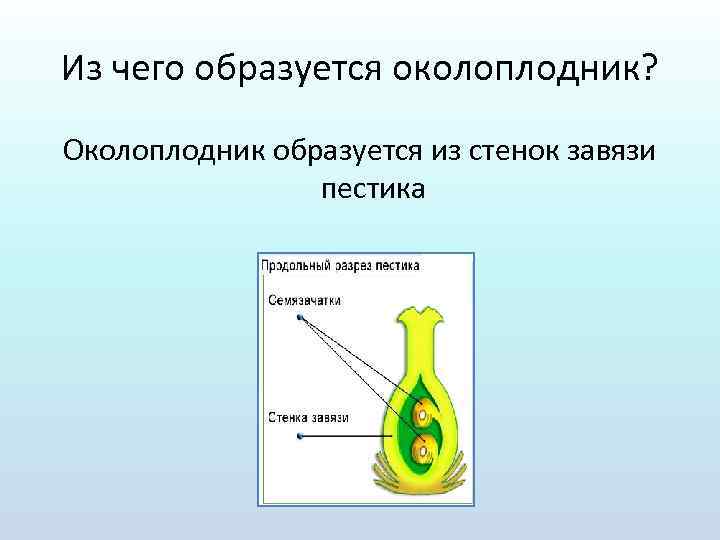 Из чего образуется околоплодник? Околоплодник образуется из стенок завязи пестика 