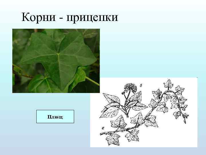 На рисунке изображены различные по форме листья растений плюща выросших в разных условиях