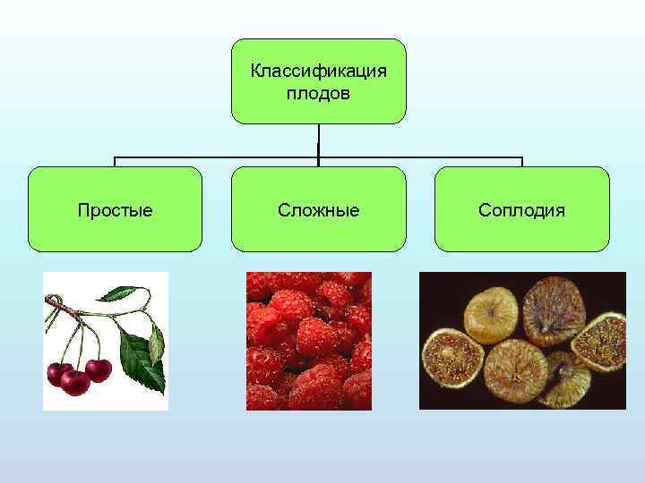 Классификация плодов Простые Сложные Соплодия 