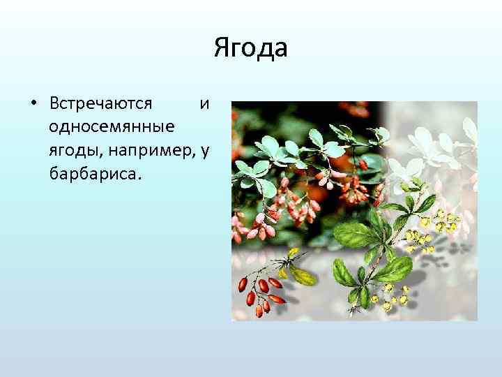 Ягода • Встречаются и односемянные ягоды, например, у барбариса. 