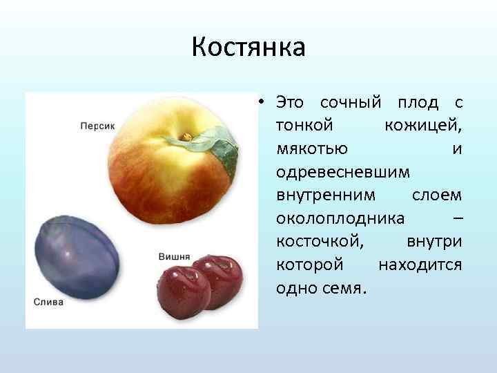 Костянка • Это сочный плод с тонкой кожицей, мякотью и одревесневшим внутренним слоем околоплодника