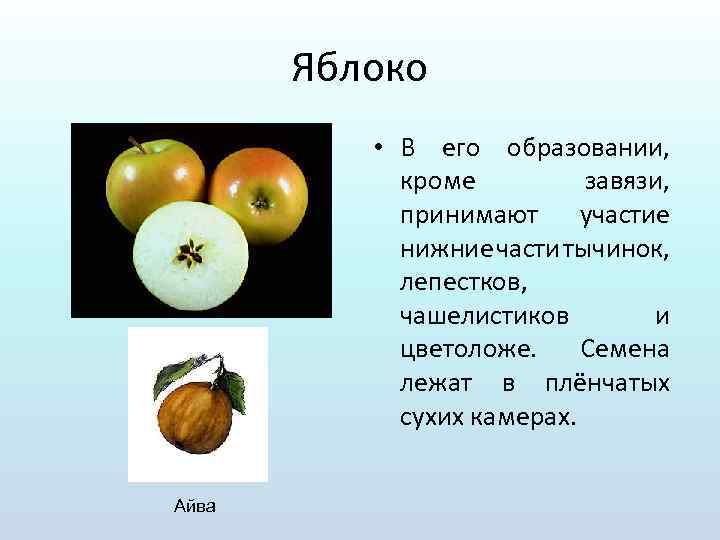 Строение яблока. Яблоко (Тип плода). Из чего состоит плод яблока. Чашелистик у яблока.