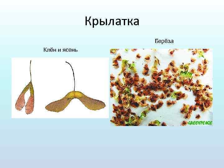 Крылатка Берёза Клён и ясень 