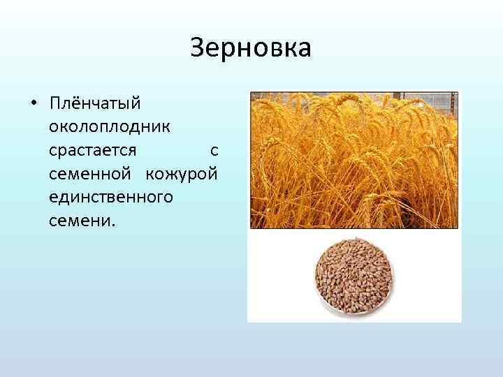 Зерновка • Плёнчатый околоплодник срастается с семенной кожурой единственного семени. 