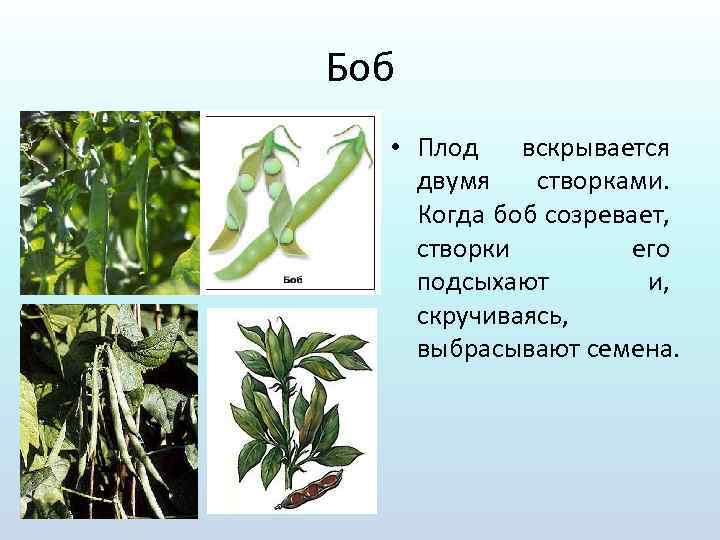 Боб имеет. Плод Боб. Приспособление для распространения Боба. Боб плод примеры. Боб приспособление для распространения плодов.