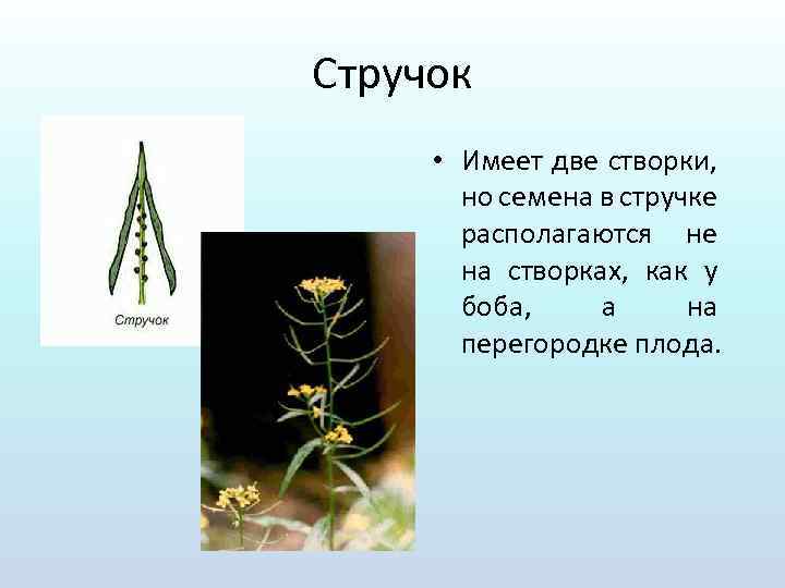 Стручок • Имеет две створки, но семена в стручке располагаются не на створках, как