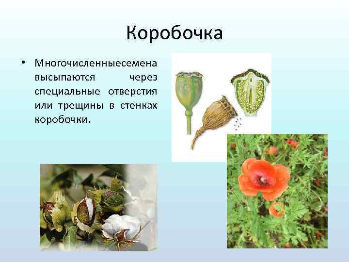 Коробочка • Многочисленные емена с высыпаются через специальные отверстия или трещины в стенках коробочки.