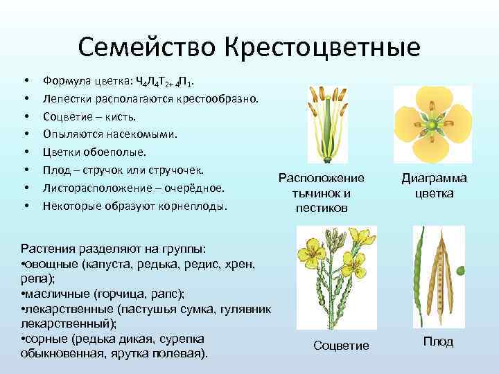Крестоцветные особенности. Семейство крестоцветных растений представители. Крестоцветные капустные формула. Формула цветка крестоцветных растений. Соцветие кисть у крестоцветных.