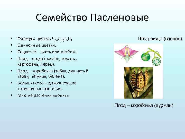 Семейство Пасленовые • • Формула цветка: Ч(5)Л(5)Т 5 П 1 Одиночные цветки. Соцветие –