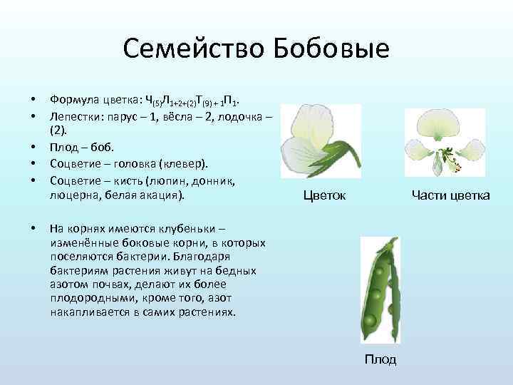Формула цветка семейства мотыльковые бобовые. Формула цветка семейства бобовые. Ч4 л4 т6 п1 формула цветка.