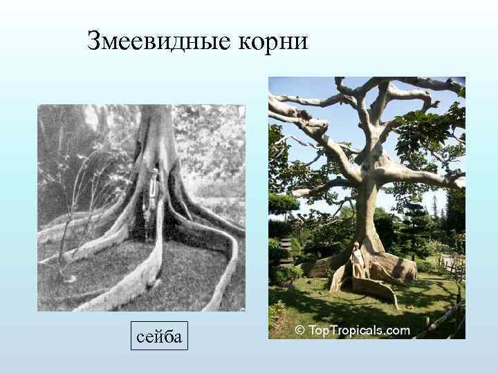 Змеевидные корни сейба 