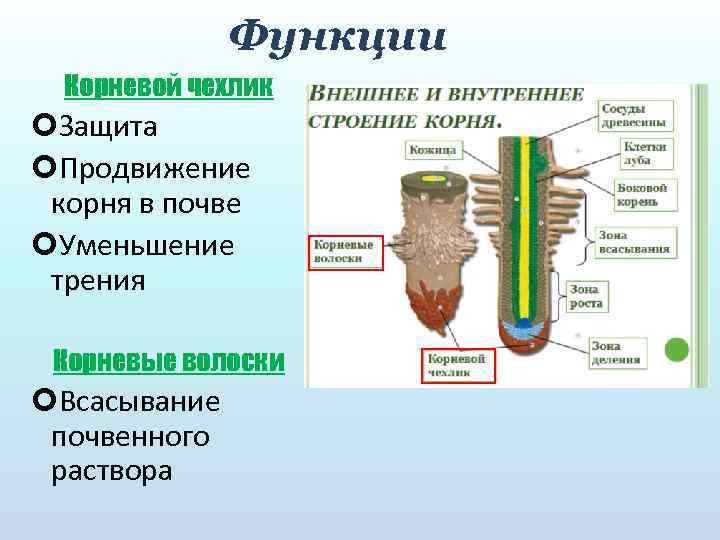 Функции Корневой чехлик Защита Продвижение корня в почве Уменьшение трения Корневые волоски Всасывание почвенного