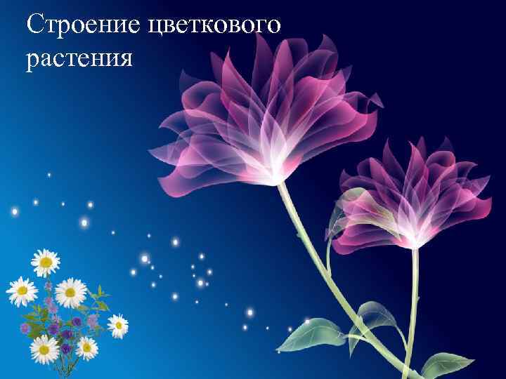 Строение цветкового растения 
