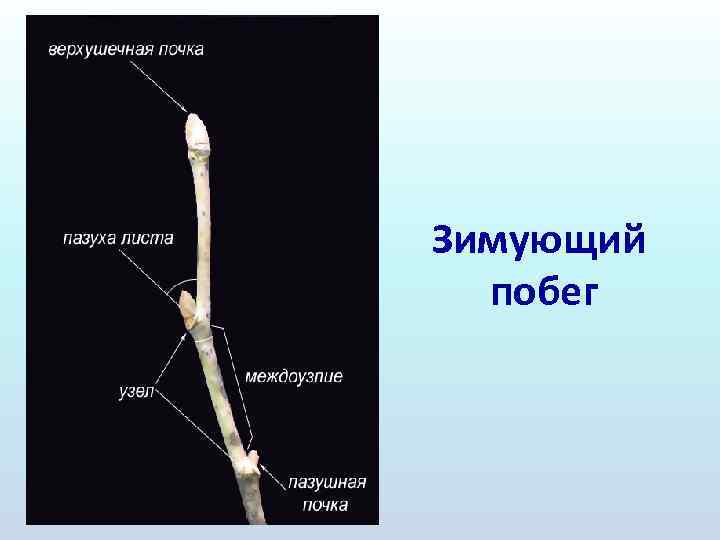 Зимующий побег 