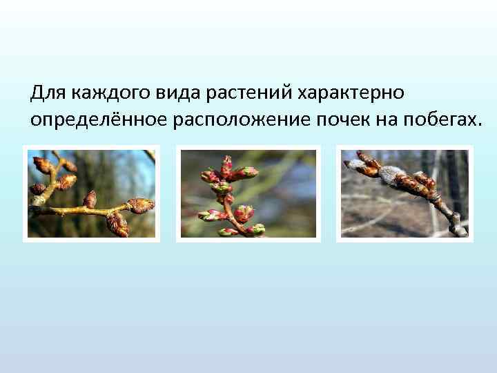 Для каждого вида растений характерно определённое расположение почек на побегах. 