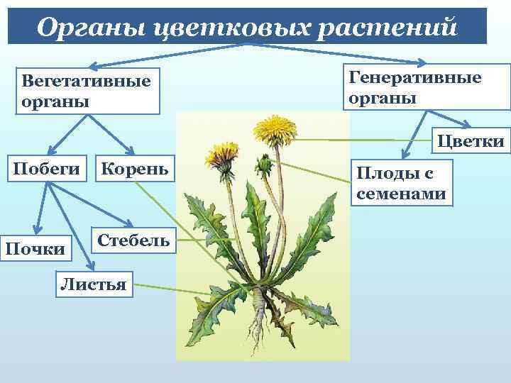 Генеративные изменения. Вегетативные органы цветковых растений. Вегетативные органы корень стебель лист. Вегетативные органы цветкового растения. Вегетативные и репродуктивные органы растений.