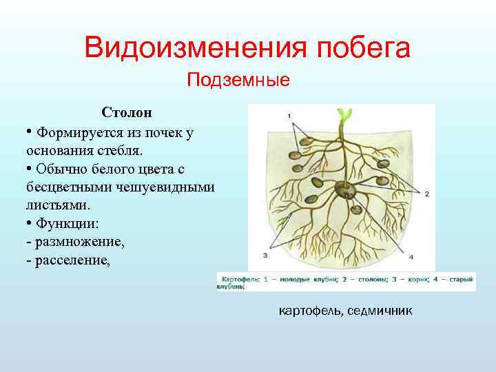Видоизменения побега Подземные Столон • Формируется из почек у основания стебля. • Обычно белого