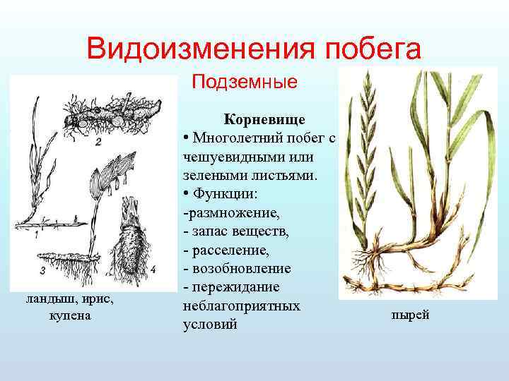 Подземный видоизмененный многолетний побег корневище изображен на рисунке