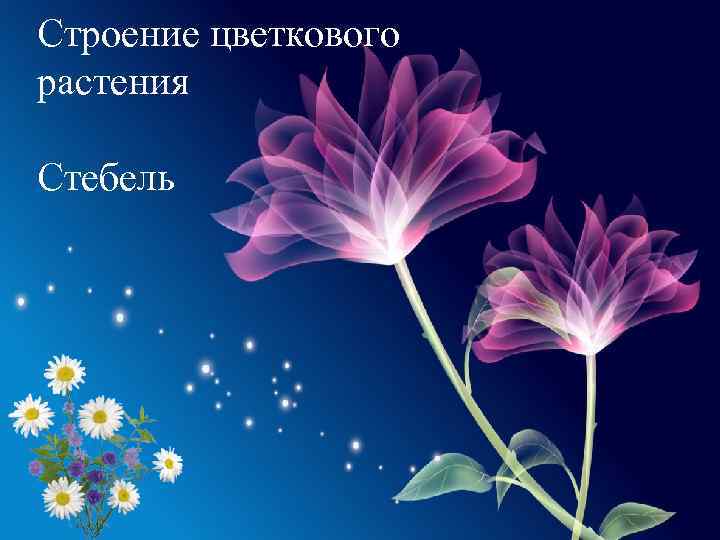 Строение цветкового растения Стебель 