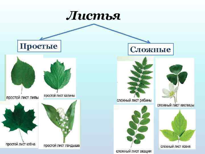 Листья Простые Сложные 