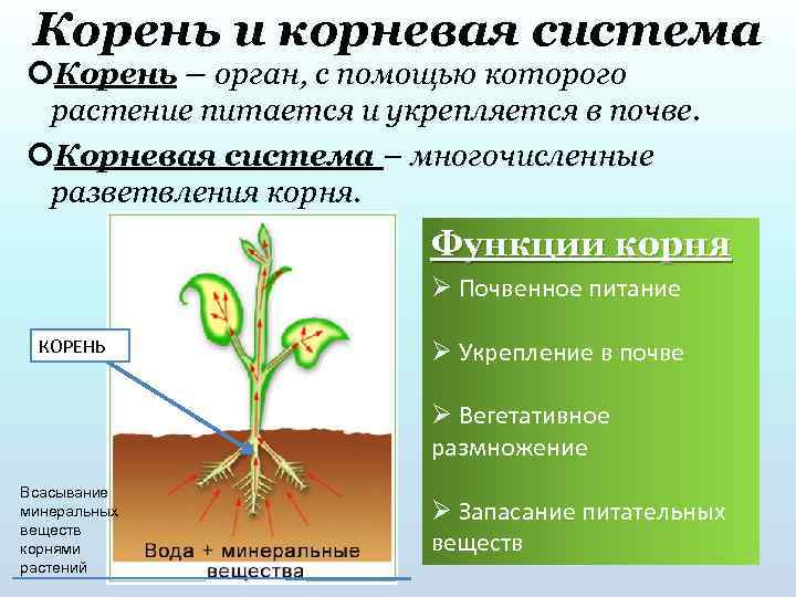 К какому классу относят растение корневая система которого показана на рисунке сфагновые мхи