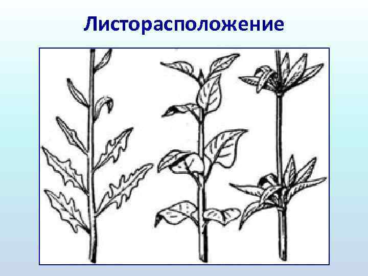 Подсолнечник жизненная форма тип соцветия листорасположение