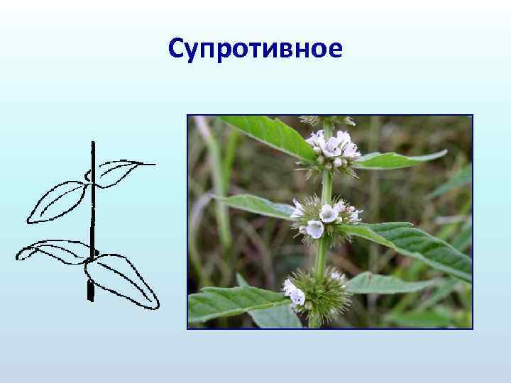 Супротивное 