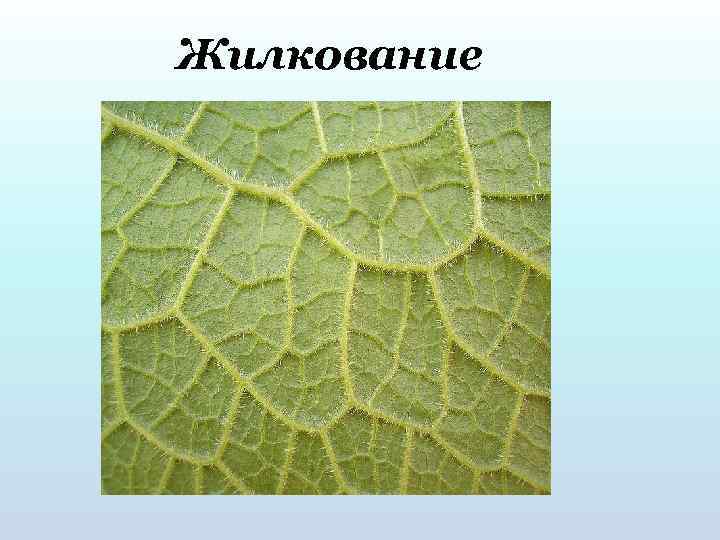 Жилкование 