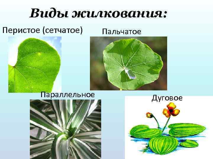Виды жилкования: Перистое (сетчатое) Параллельное Пальчатое Дуговое 