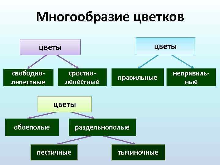Многообразие цветков цветы свободно лепестные сростно лепестные правильные цветы обоеполые пестичные раздельнополые тычиночные неправиль