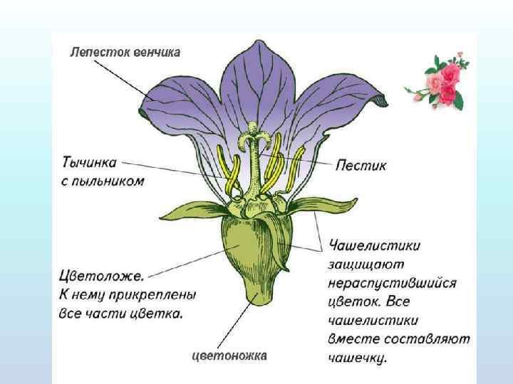 Строение травянистого цветкового растения