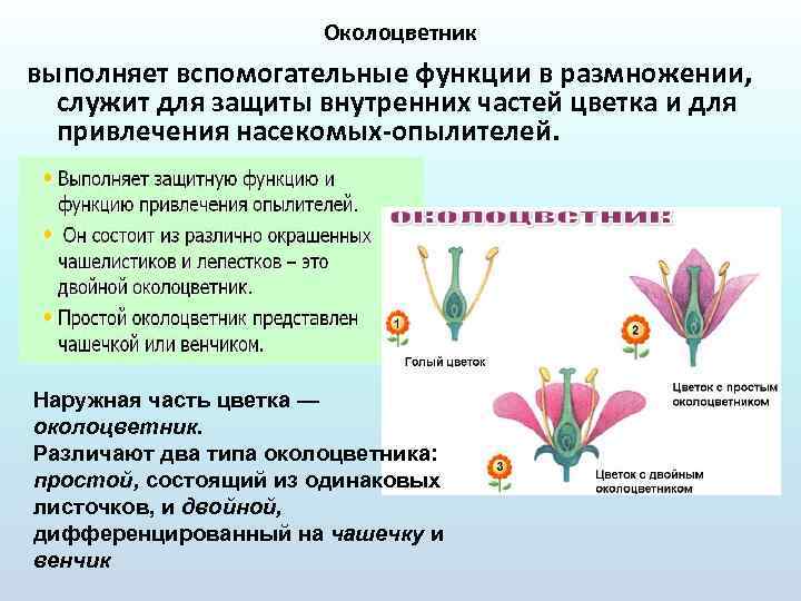 Тип околоцветника цветка