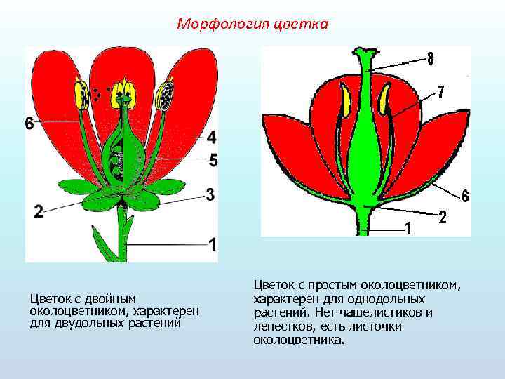 Схема развития цветкового растения