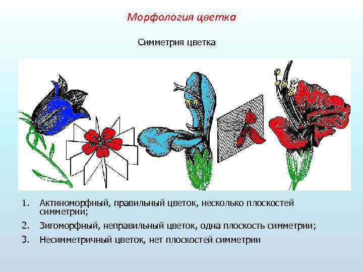 Развитие цветкового растения презентация