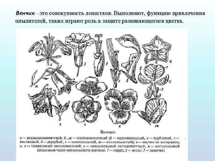 Венчик - это совокупность лепестков. Выполняют, функцию привлечения опылителей, также играют роль в защите