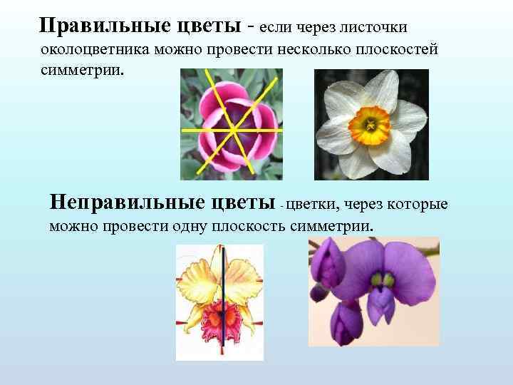  Правильные цветы если через листочки околоцветника можно провести несколько плоскостей симметрии. Неправильные цветы