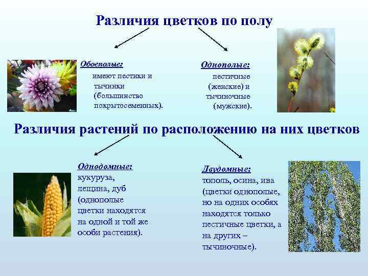 Различия цветков по полу Обоеполые: имеют пестики и тычинки (большинство покрытосеменных). Однополые: пестичные (женские)