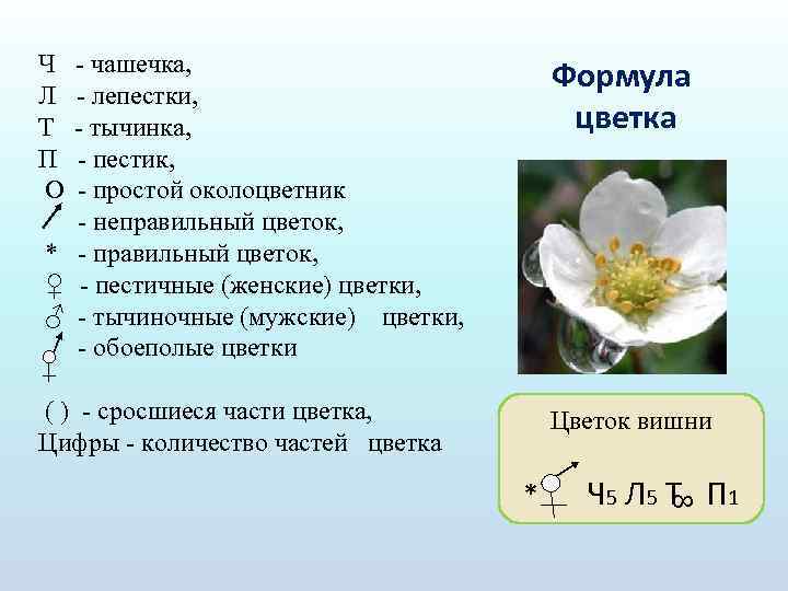 Цветок состоит из околоцветника тычинок. Формула цветка. Строение цветка вишни. Чашечка цветка. Формула цветка вишни 6 класс.