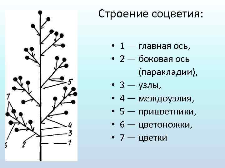 Строение цветка соцветия