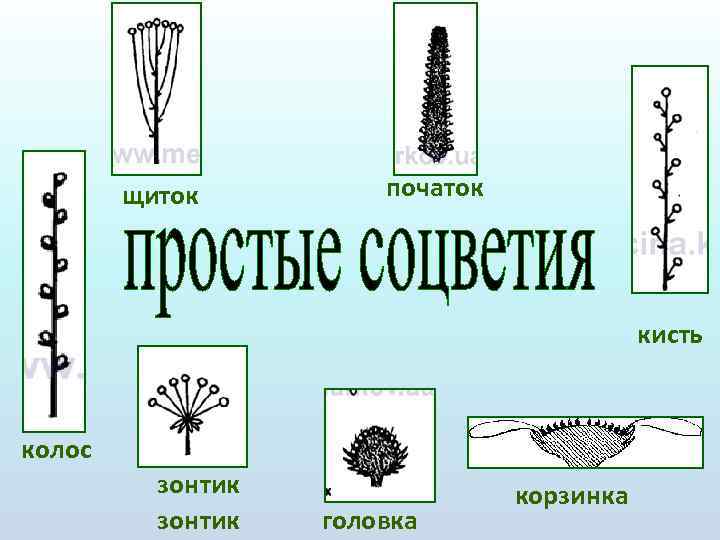 Рисунок соцветия подорожника