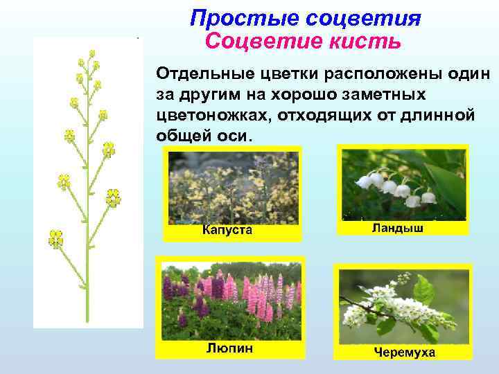 Определите класс цветкового растения изображенного на рисунке обоснуйте ваш ответ назовите органы
