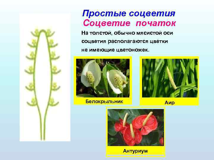 Простые соцветия Соцветие початок На толстой, обычно мясистой оси соцветия располагаются цветки не имеющие