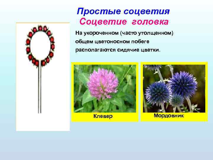 Простые соцветия Соцветие головка На укороченном (часто утолщенном) общем цветоносном побеге располагаются сидячие цветки.