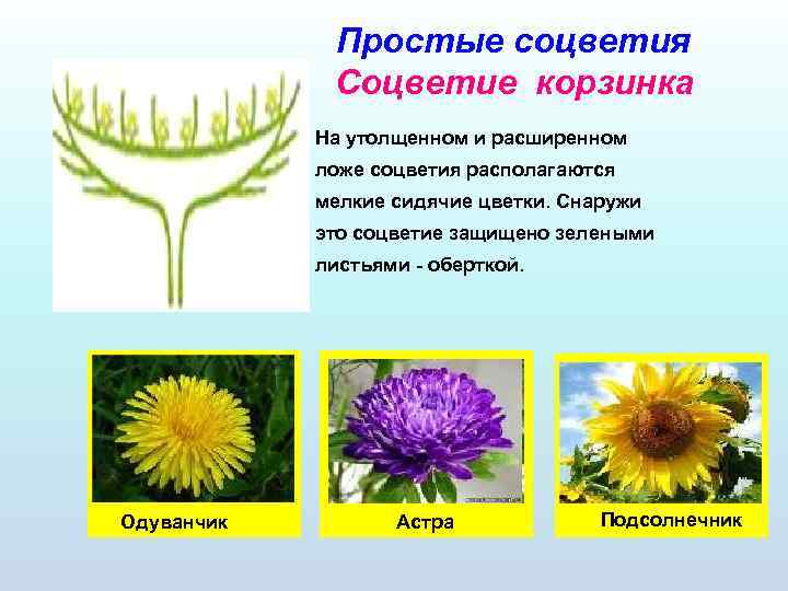 Простые соцветия Соцветие корзинка На утолщенном и расширенном ложе соцветия располагаются мелкие сидячие цветки.