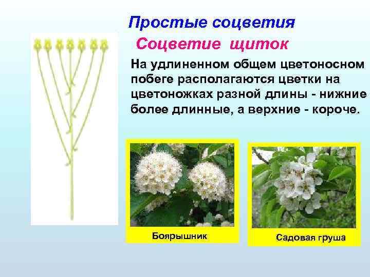 Простые соцветия Соцветие щиток На удлиненном общем цветоносном побеге располагаются цветки на цветоножках разной
