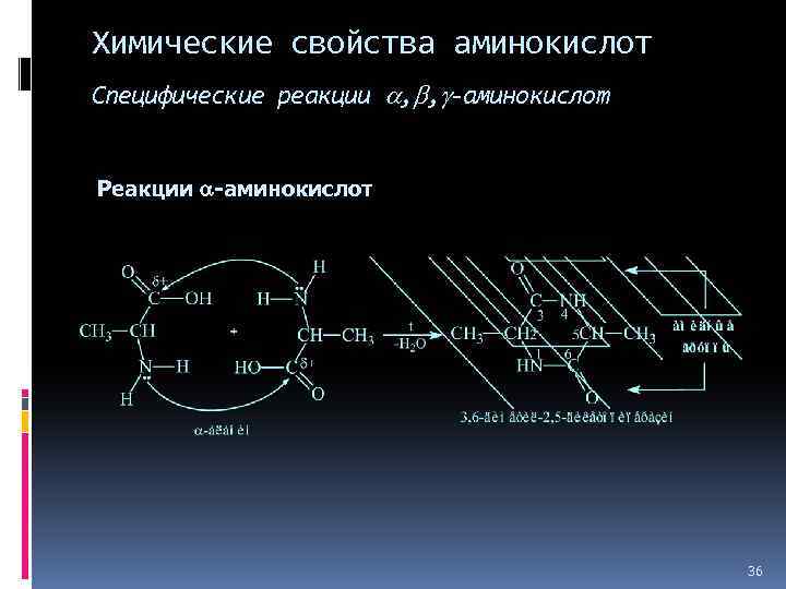 Химические свойства аминокислот Специфические реакции , , -аминокислот Реакции -аминокислот 36 