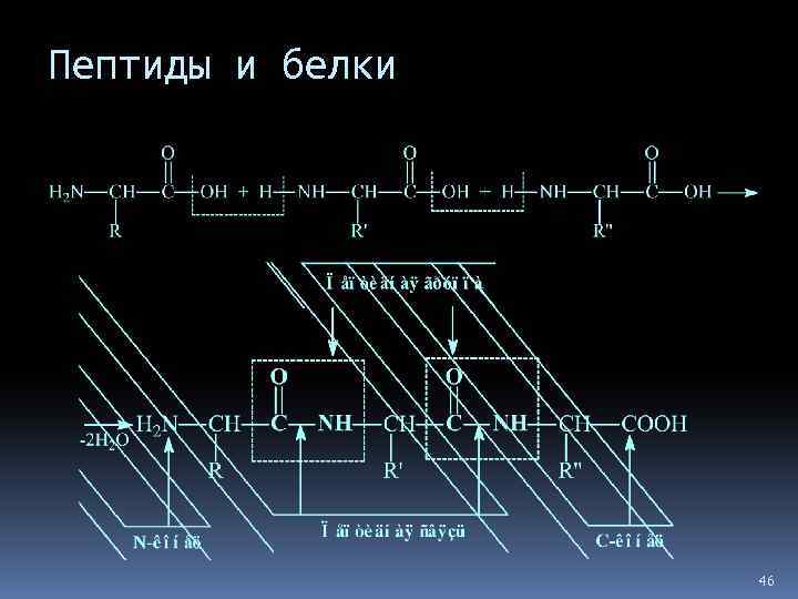 Пептиды и белки 46 