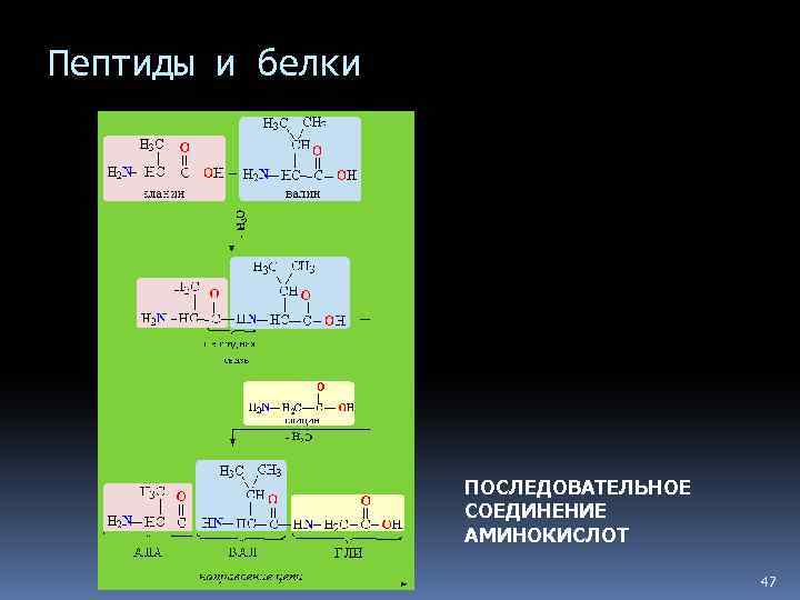 Пептиды и белки ПОСЛЕДОВАТЕЛЬНОЕ СОЕДИНЕНИЕ АМИНОКИСЛОТ 47 