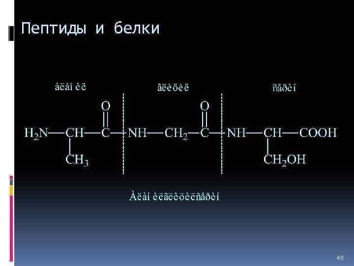 Пептиды и белки 48 